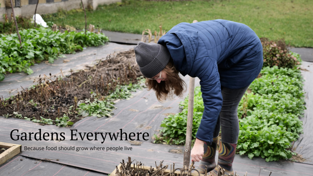 A person dressed in warm clothing and a knit toque, leaning down with a pitchfork in a garden bed full of dead plant stems. There are several garden beds in the background, some dead, some green and leafy, and a dividing border at the back, lawn on the other side and a wall or fence on the side. The words "Gardens Everywhere. Because food should grow where people live" superimposed over the image in the bottom left corner. 