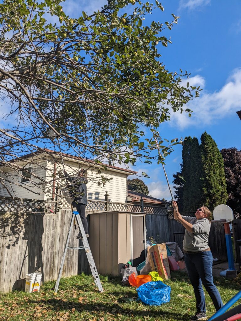 a backyard, one person holding a long pole up towards a fruit tree branch.