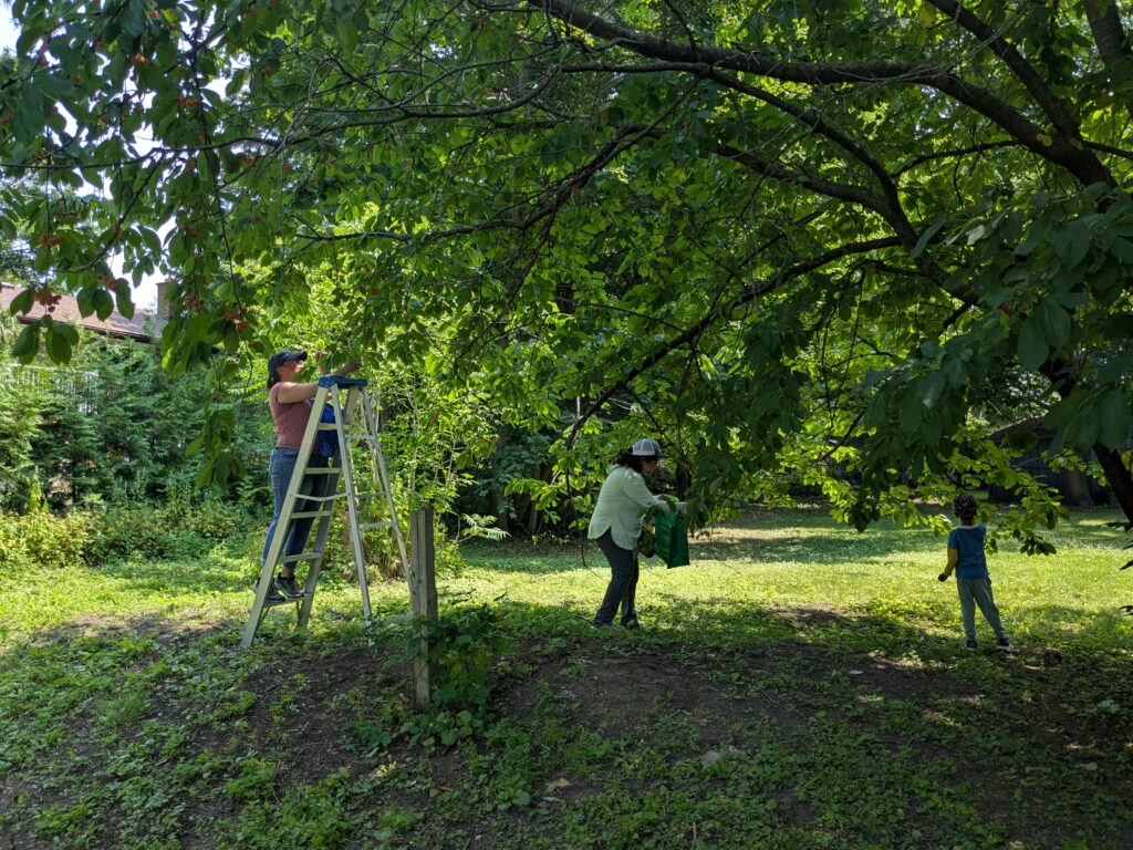 Image of three people, one on a ladder and two on the ground, harvesting cherries from a large tree. Most of the image is green (grass, leaves, background foliage. 