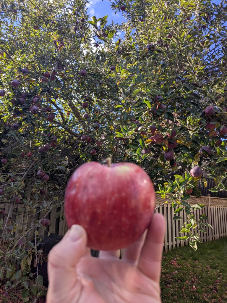 someone's left hand, holding a large red apple in front of a large apple tree. 